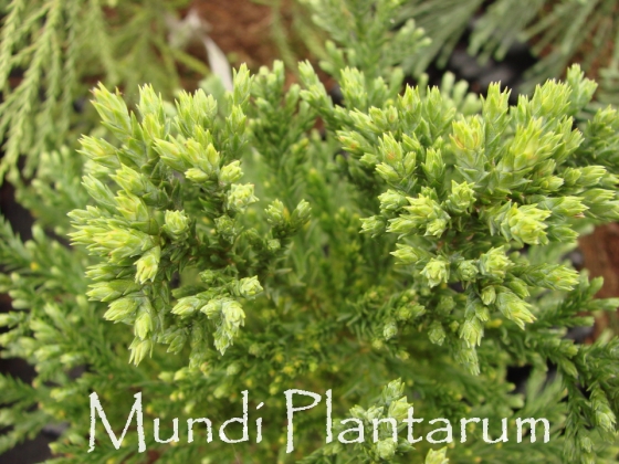 Pépinière Kools à Deurne (Pays-Bas) - 05/2012