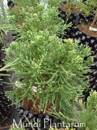 Pépinière Kools à Deurne (Pays-Bas) - 05/2012