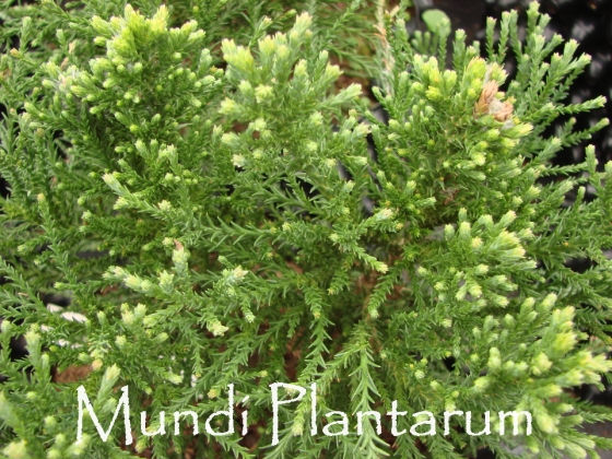 Pépinière Kools à Deurne (Pays-Bas) - 05/2012