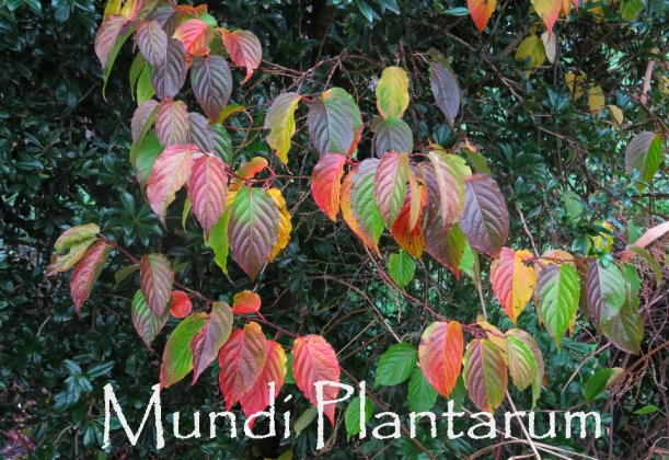 ardin privé (France) - 11/2024