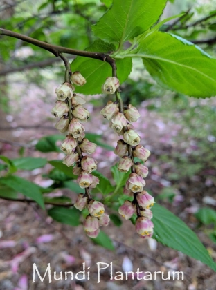 JC Raulston Arboretum à Raleigh (NC USA) - 02/2018