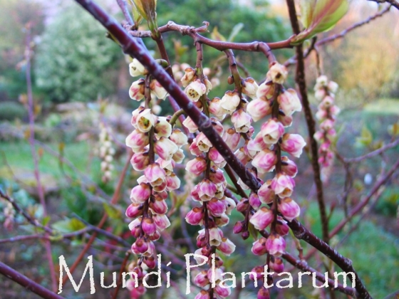 Jardin privé (France) - 02/2018